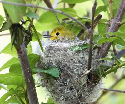 Yellow Warbler ,building a nest