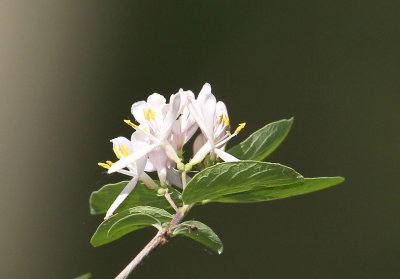 Magee Marsh flower