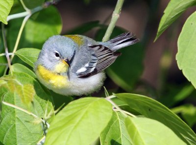 Northern Parula