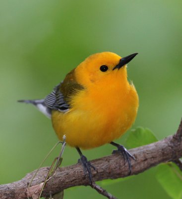  Prothonotary Warbler-soft look
