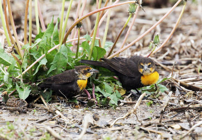 Two Yellow-headed Blackbirds
