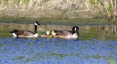 Canada Goose and family
