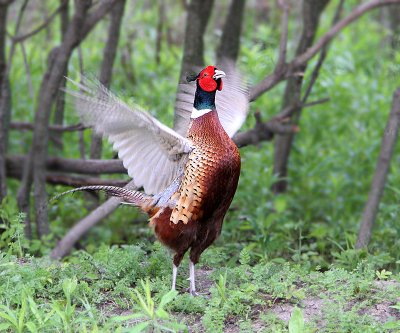 Ring-necked Pheasant