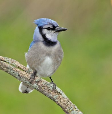 BlueJay