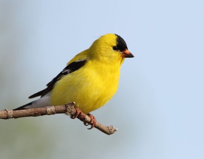 Goldfinch-male
