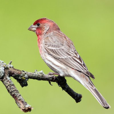 House Finch