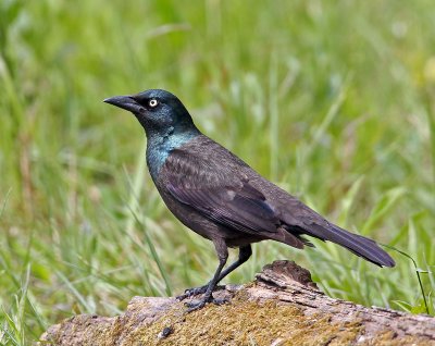  Common Grackle