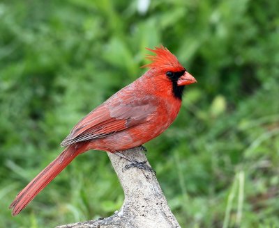  Cardinal.