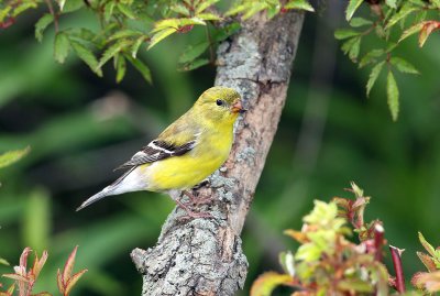  Goldfinch-female