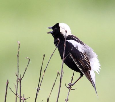 Bobolink