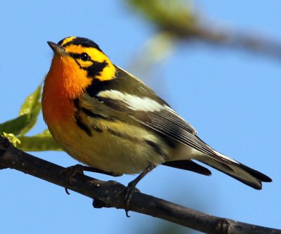  Blackburnian Warbler