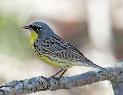  Kirtlands Warbler