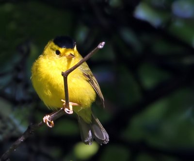  Wilsons Warbler,best I could get for the week