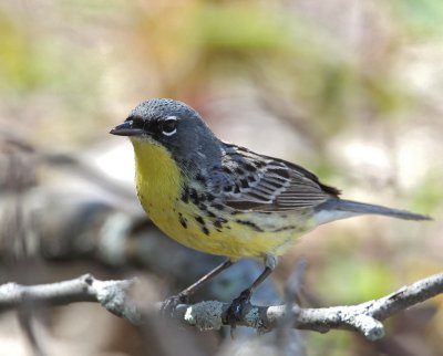 Kirtlands Warbler