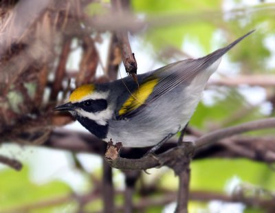  Golden-winged Warbler