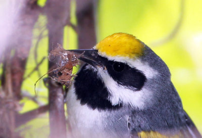 Golden-winged Warbler with bug