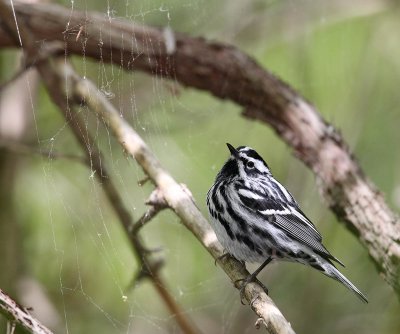 That spider in the web might be lunch