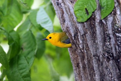 Prothonotary Warbler and neasting hole