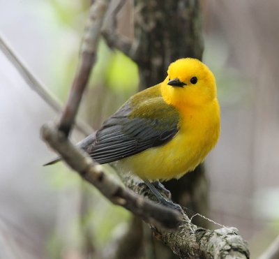 Male Prothonotary Warbler, MaGee Marsh,Ohio
