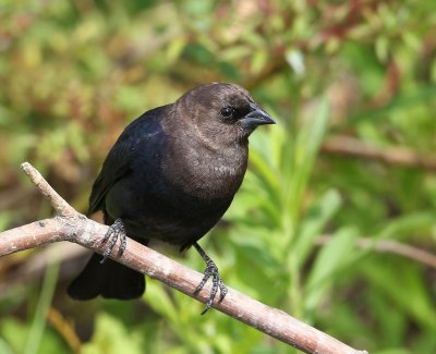  Brown-headed Cowbird