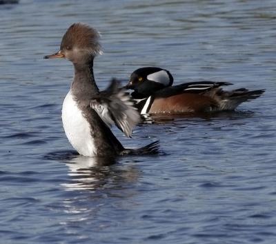 female Merganser5227.jpg