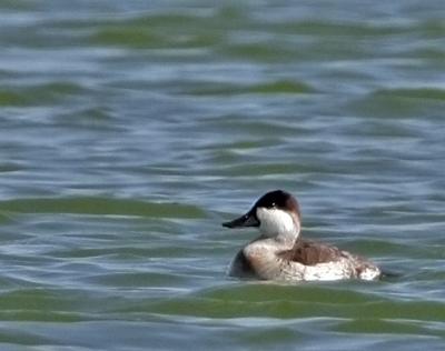  Duck, Ruddy , male