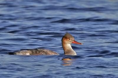 Red-breasted Merganser