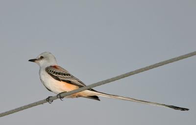  Flycatcher,Scissor-tail