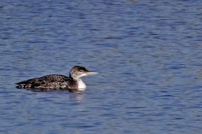 Common Loon