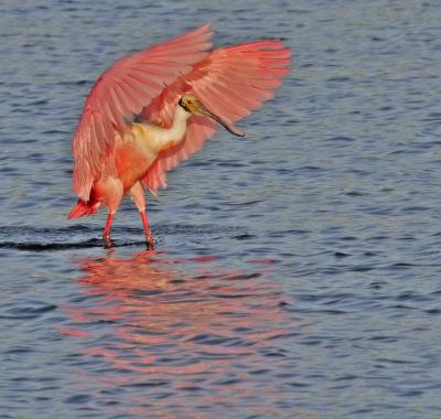 Spoonbill