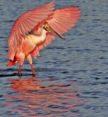 Spoonbill,showing off :-)