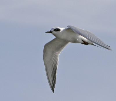 Forster's  Tern