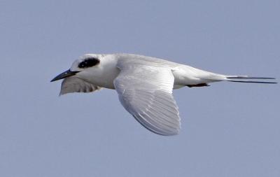 Forster's Tern