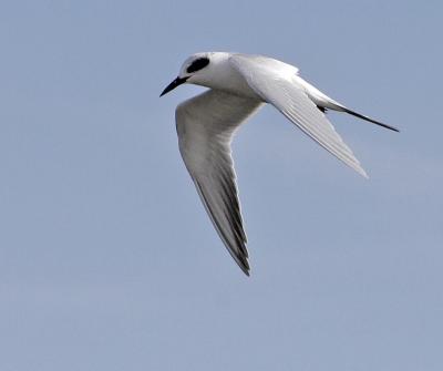 Forster's tern