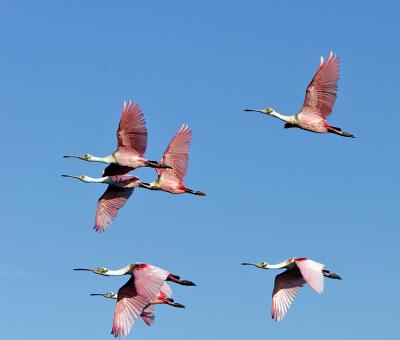 Spoonbills in flight