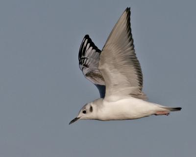 Bonaparte gull,flight image