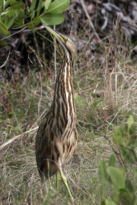  Bittern,American