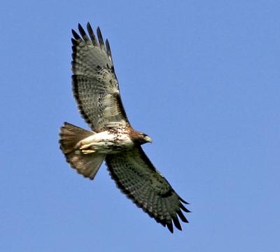  Hawk,Red-tailed