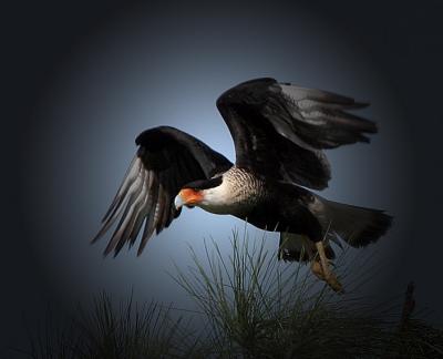 Carcara in flight,shooting the light