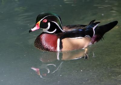  Duck. Wood, male