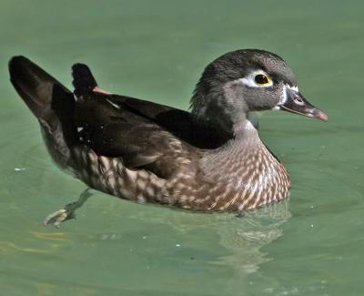  Duck, Wood, female