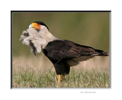 Carcara and nesting material