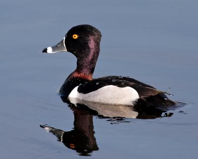 Duck, Ring-necked