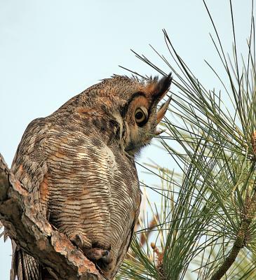 Adult Horned Owl