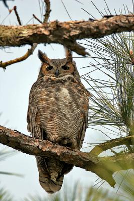 Adult Horned Owl