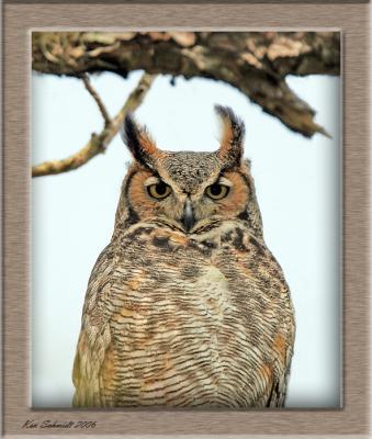 Horned Owl signed and dated