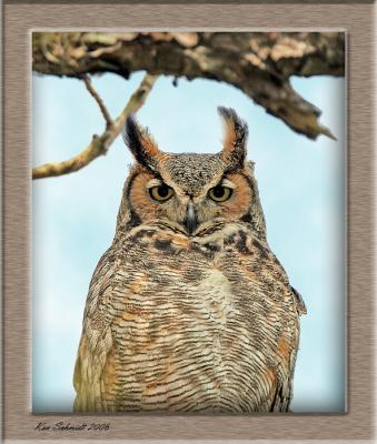  Owl,, Horned