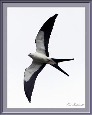 Swallow-Tailed Kite