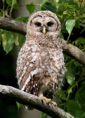 Owl, Barred , baby