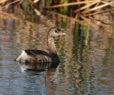  Pied-billed Grebe, Merritt Island, 11-16-2007